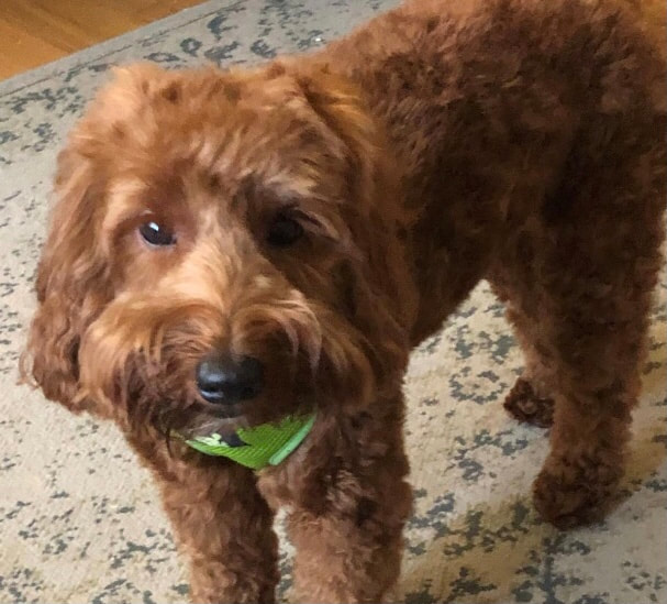 img-1196-jpg-best_orig