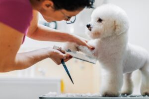 dog grooming