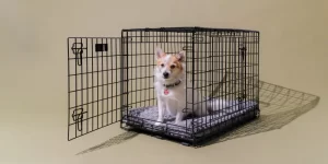 dog crate