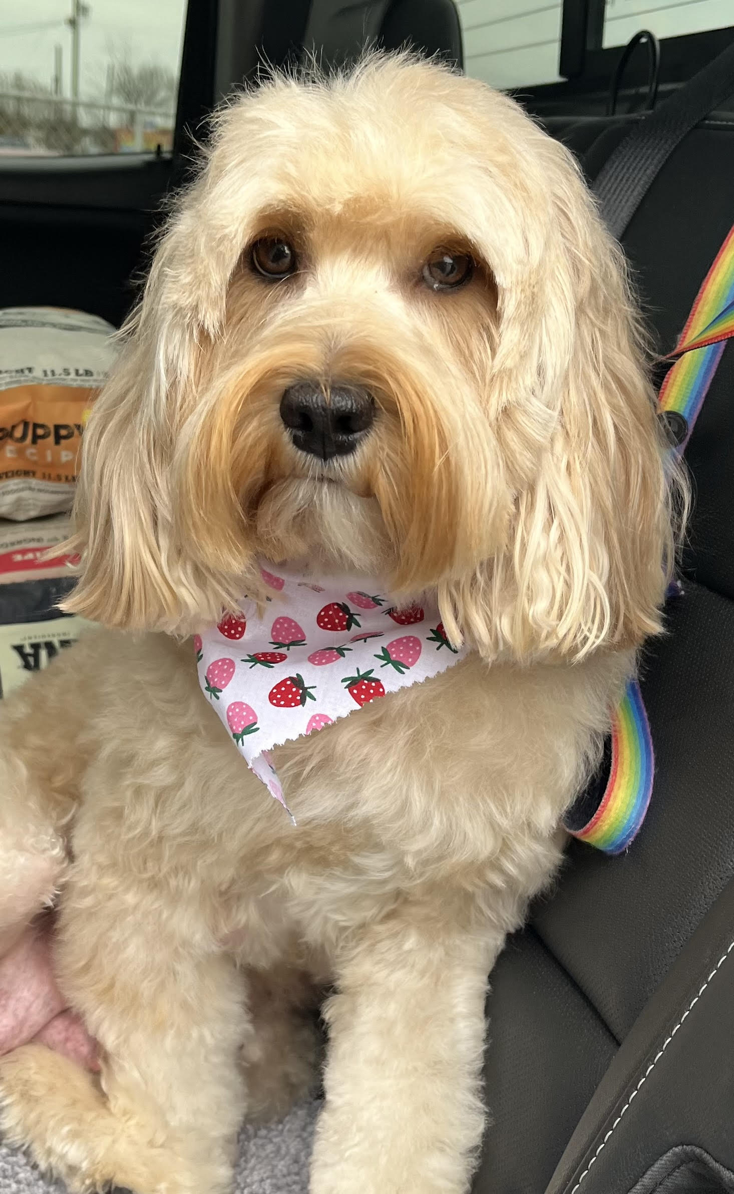 Bella Rosa Bella Rosa