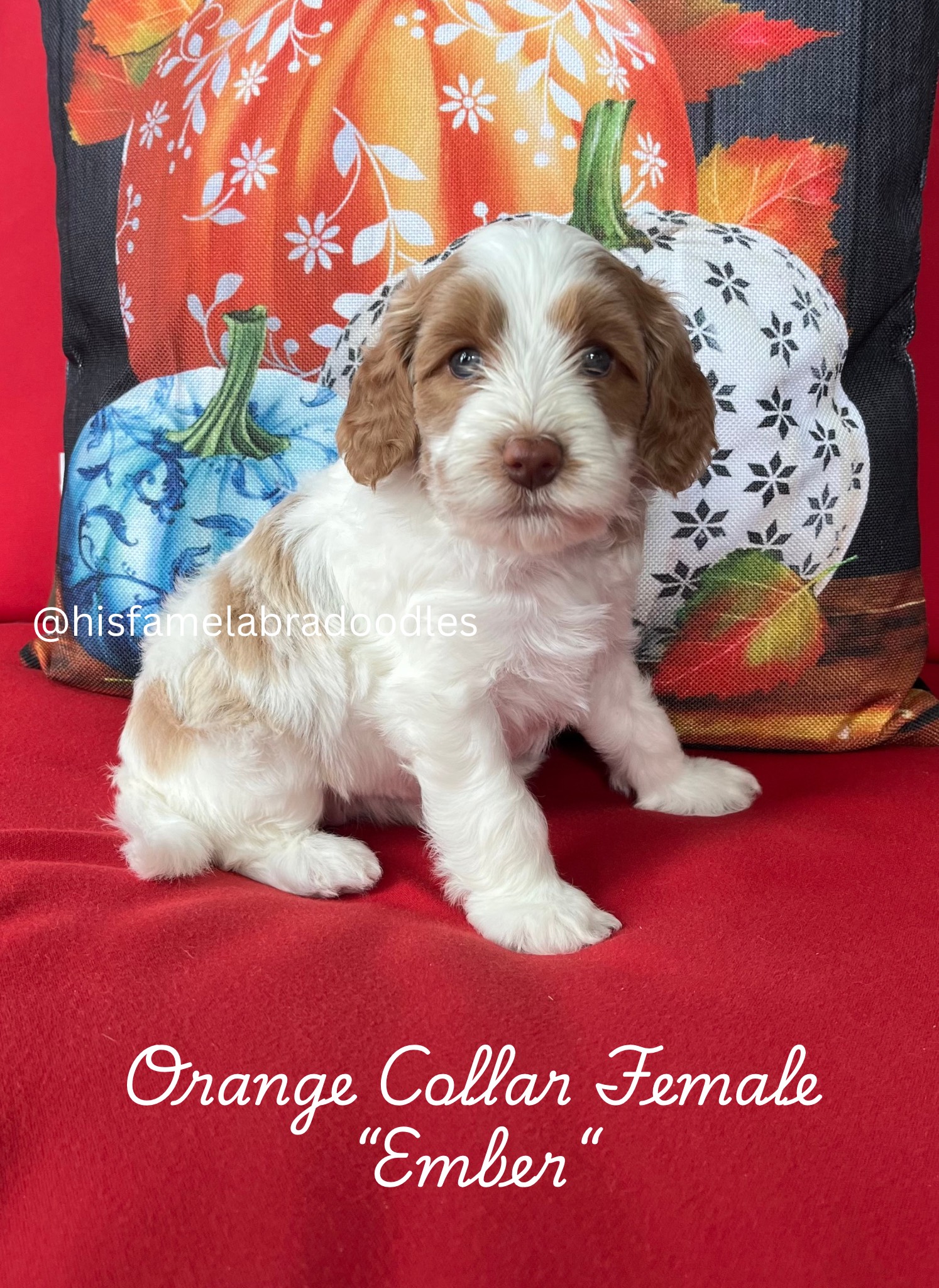 Add a subheading (5)