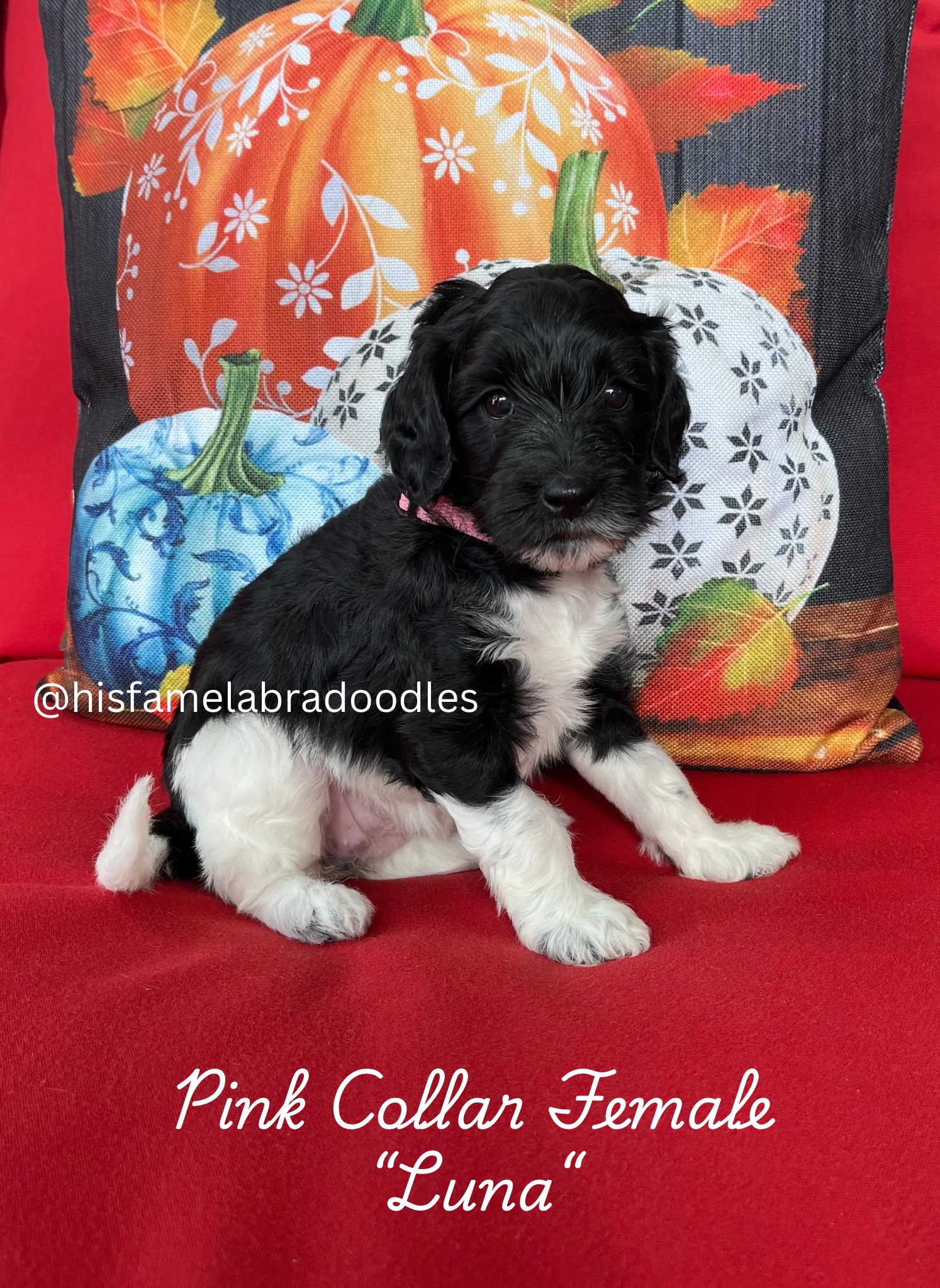 Add a subheading (6)