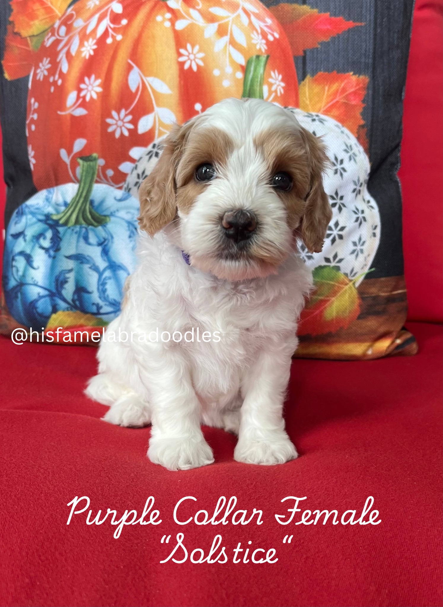 Add a subheading (8)