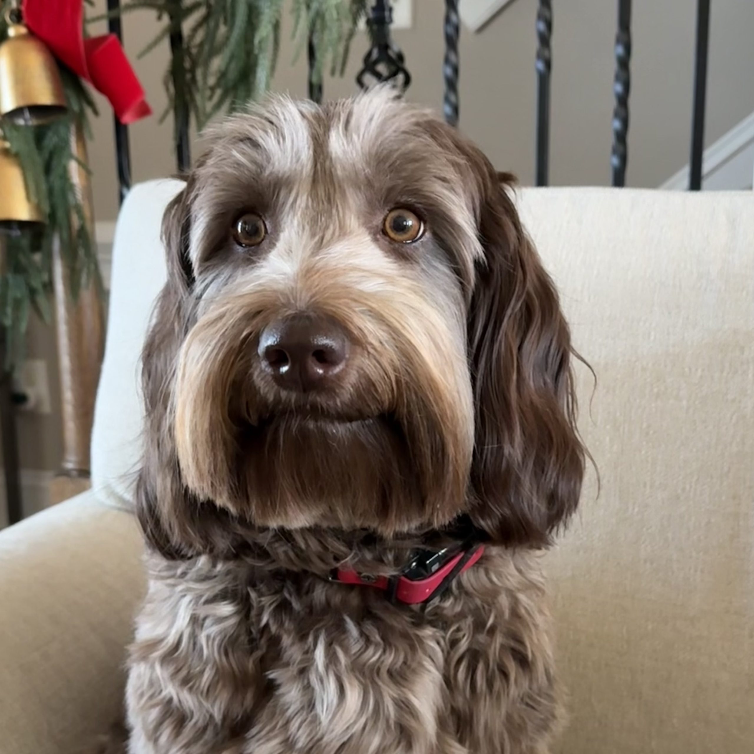 His Fame's Macie Chip