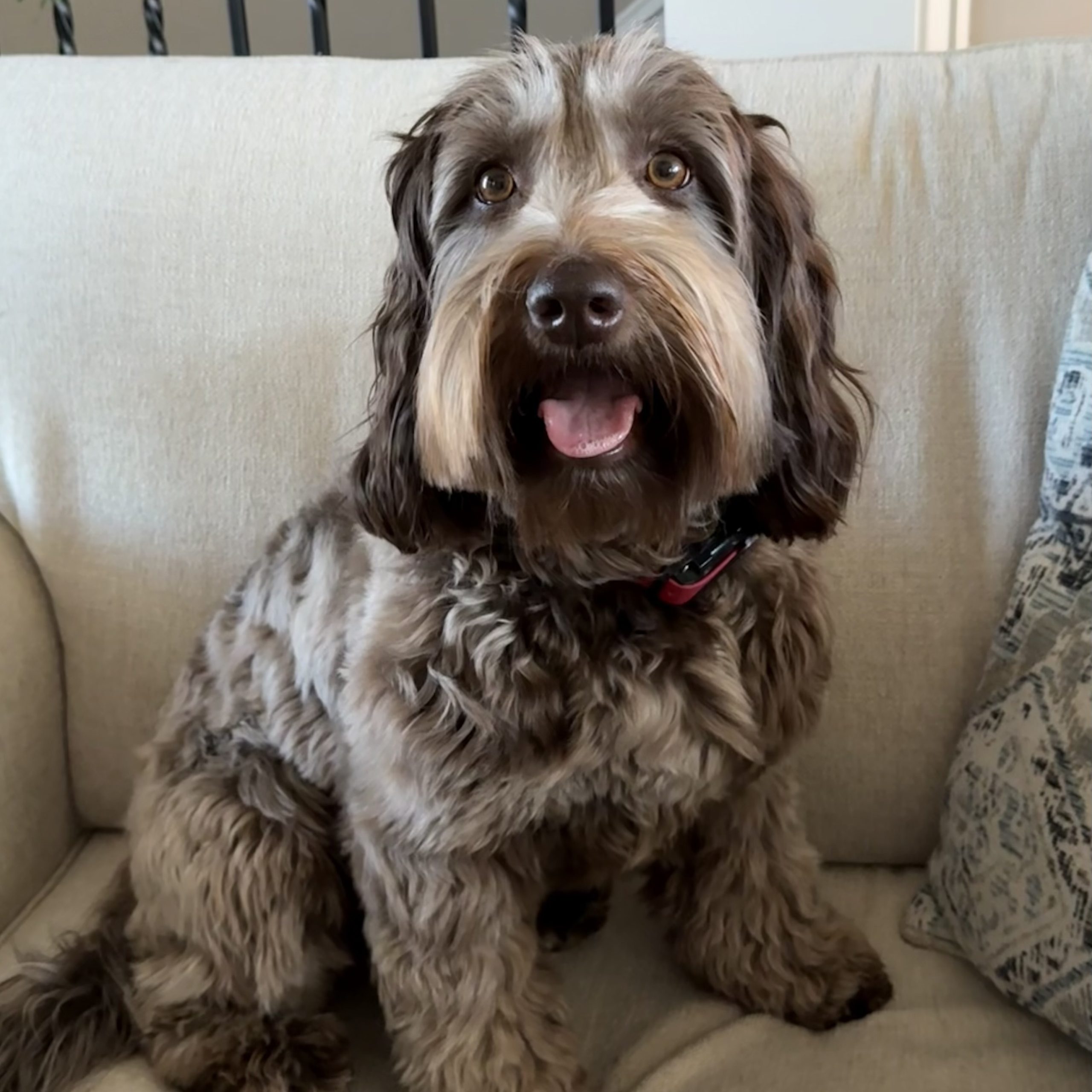 His Fame's Macie Chip