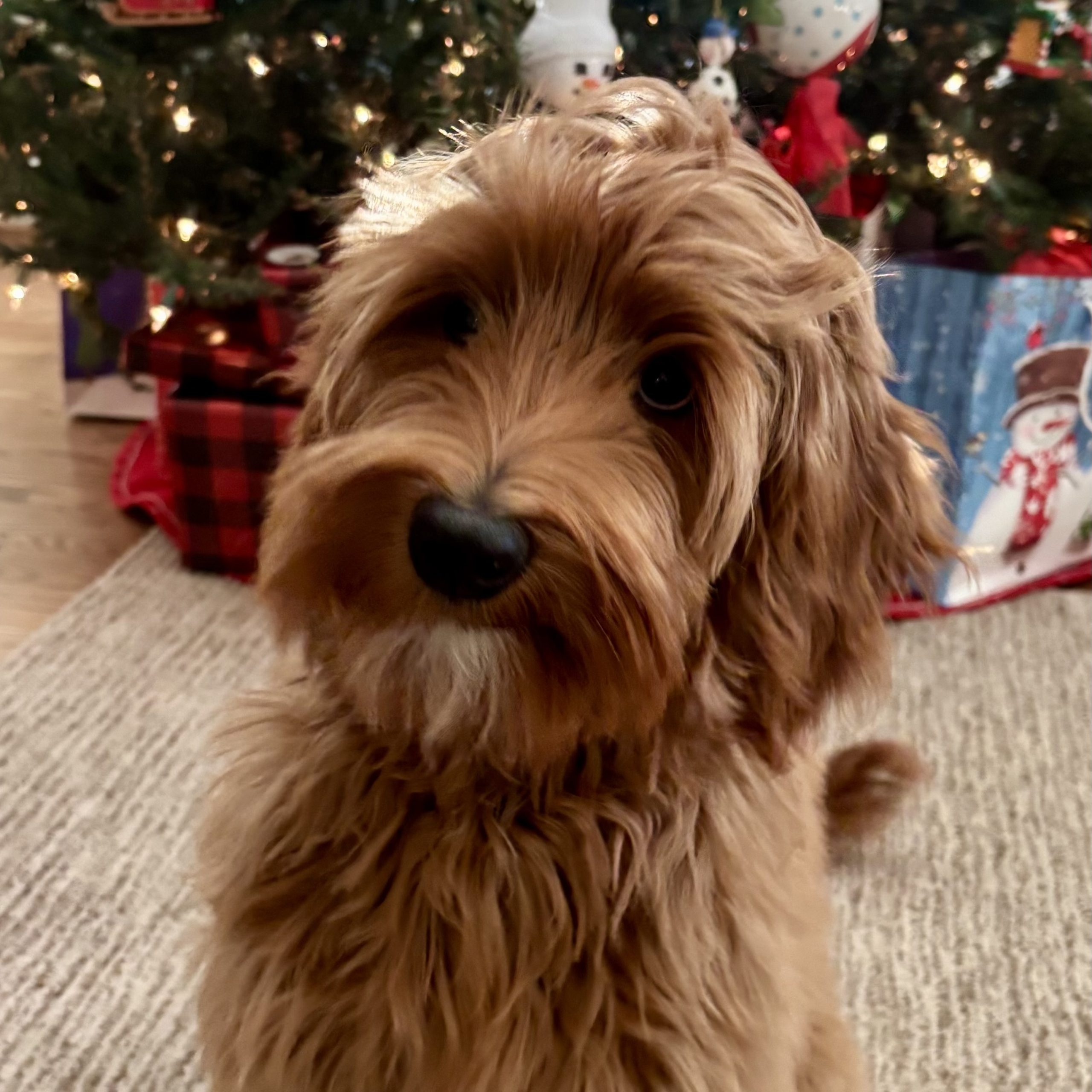 maddison redd maddie