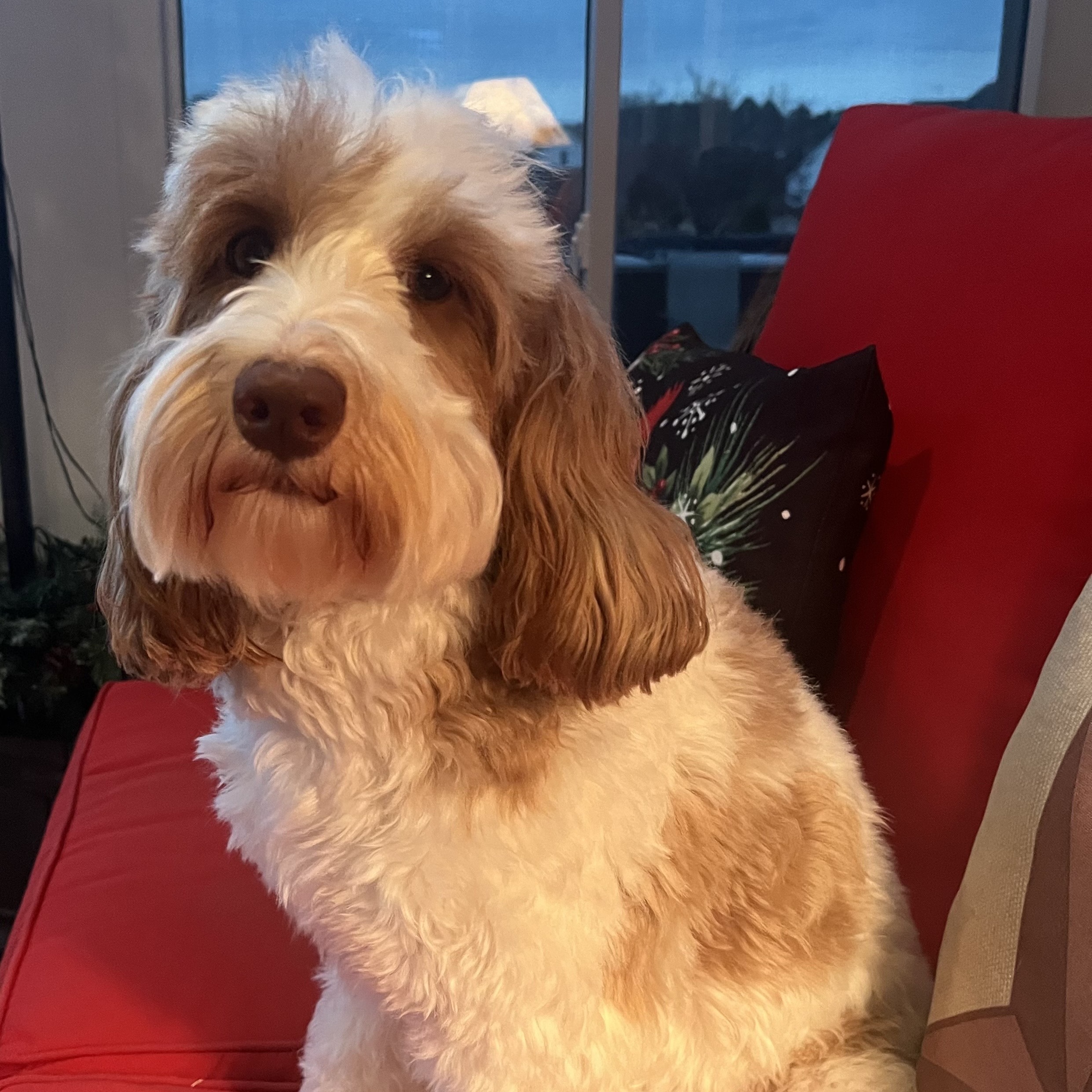 His Fame’s Baby Olive