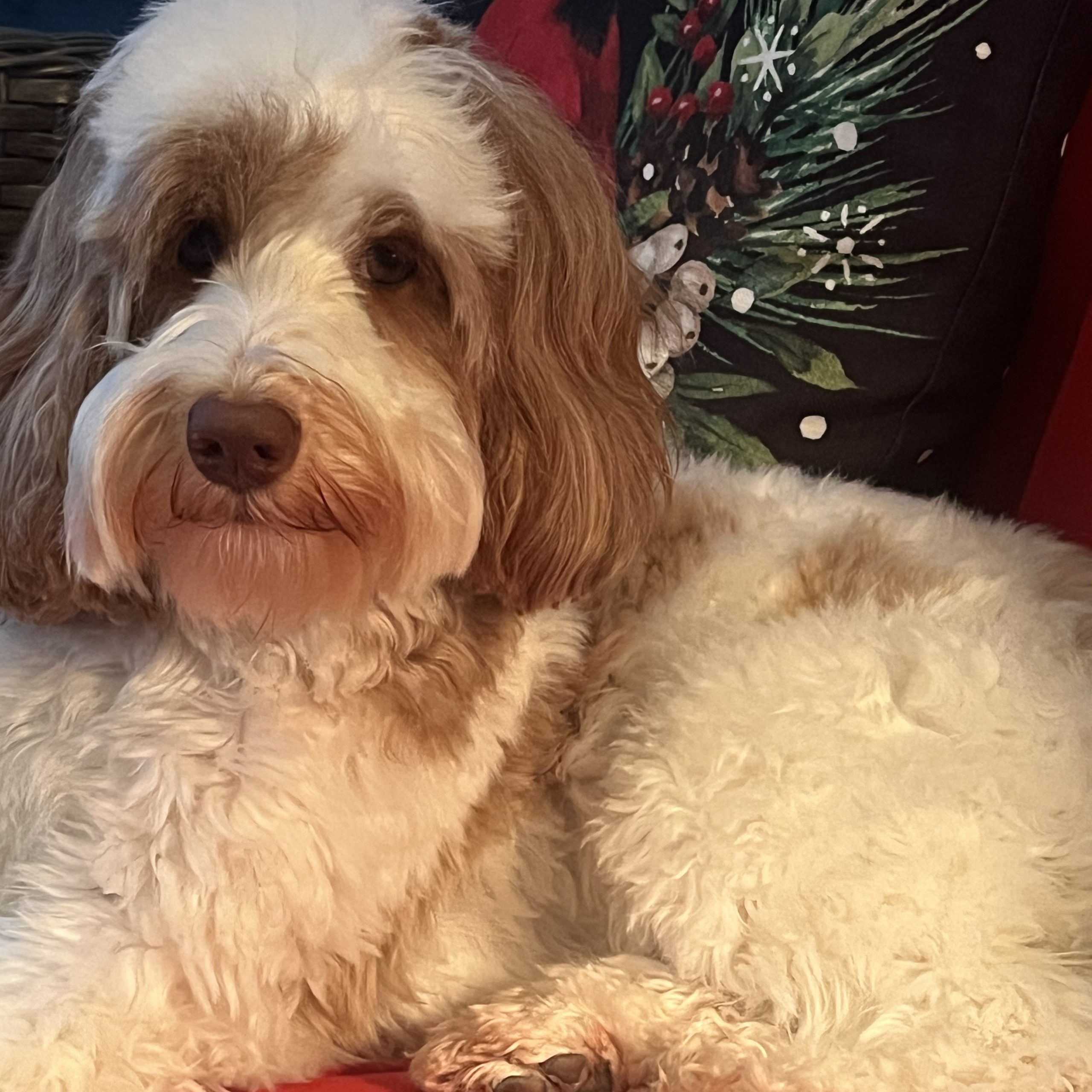 His Fame’s Baby Olive