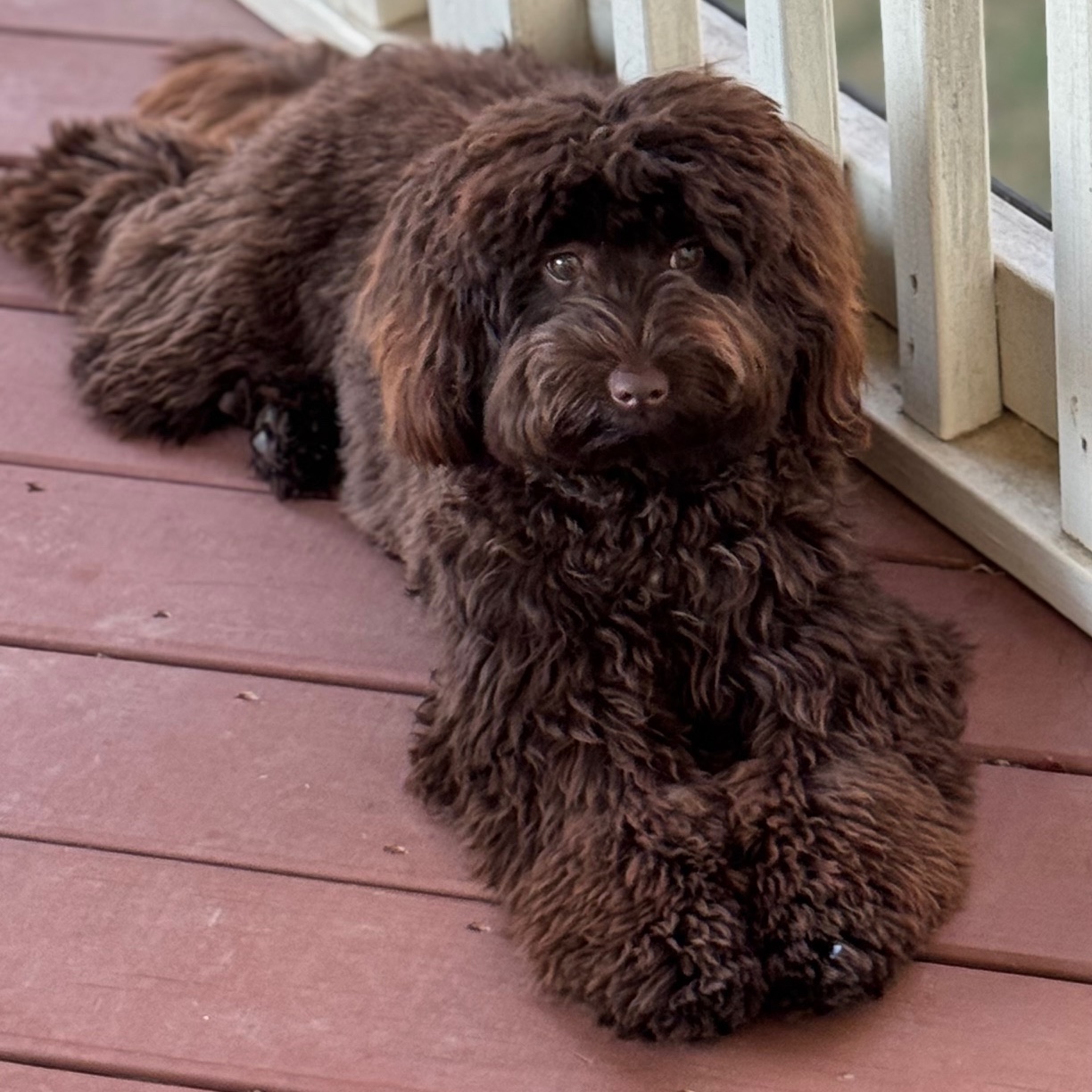 His Fame's Delilah Rose "Rosie"