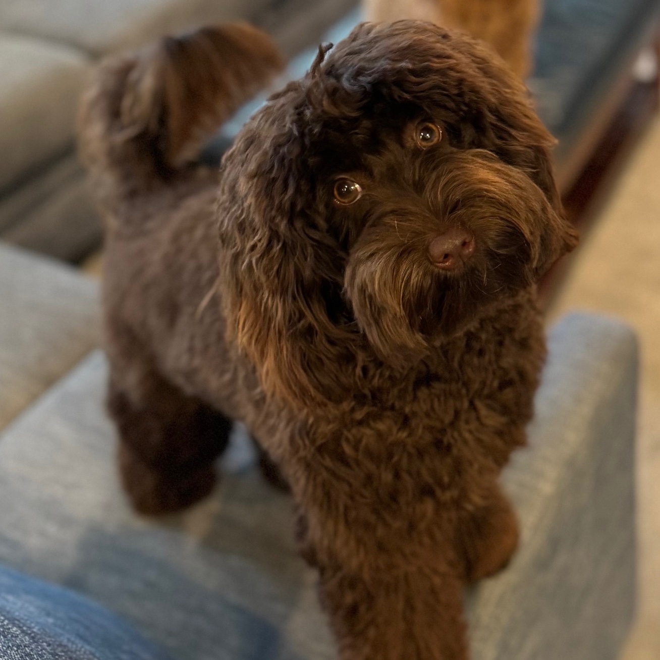 His Fame's Delilah Rose "Rosie"