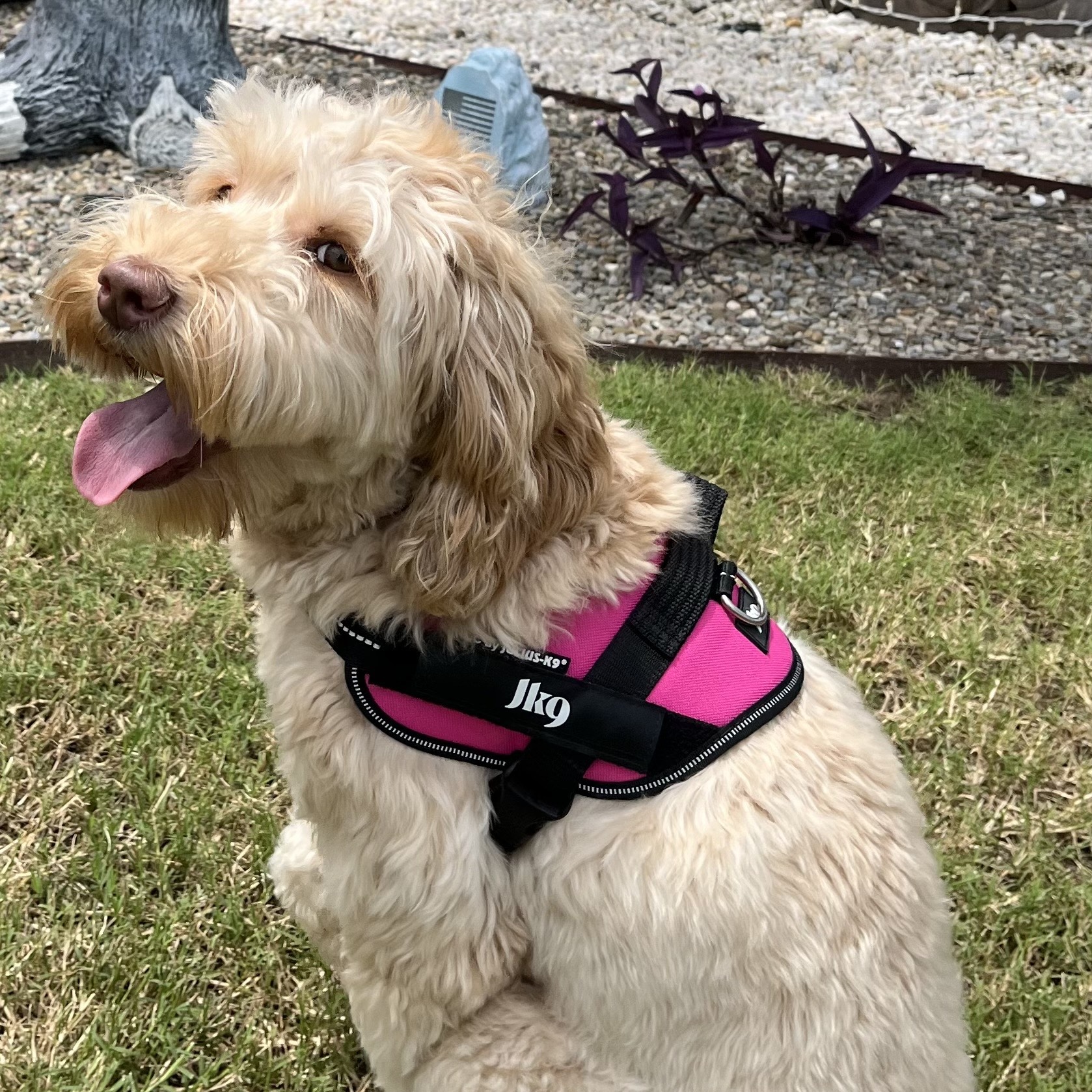 Camelia Chip “Millie”