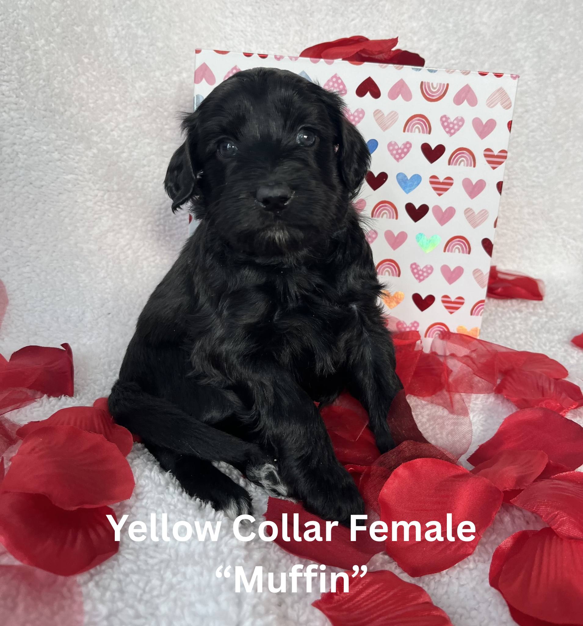 Pink Collar Female “Cookie Dough“ (1)