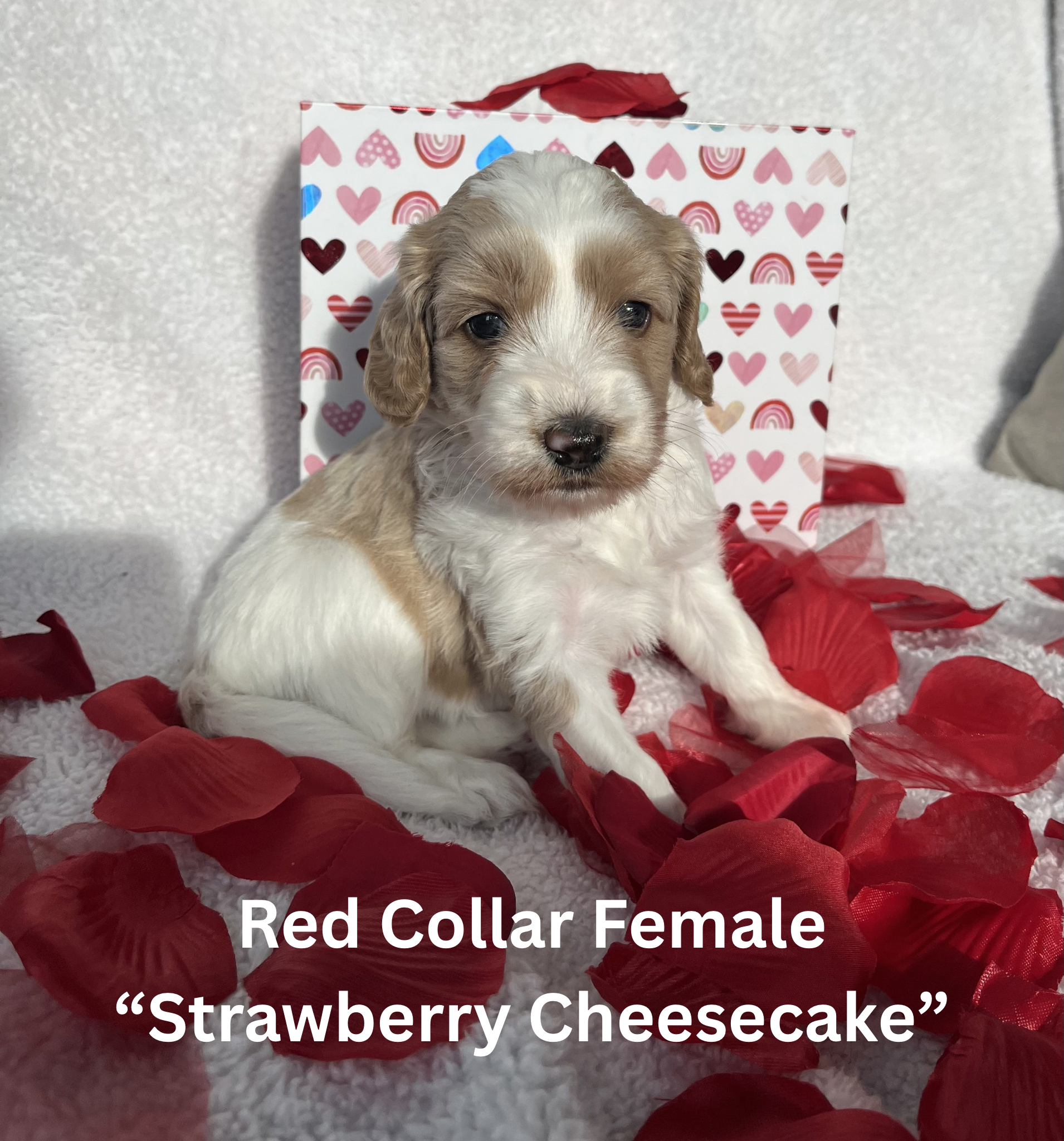 Pink Collar Female “Cookie Dough“ (2)