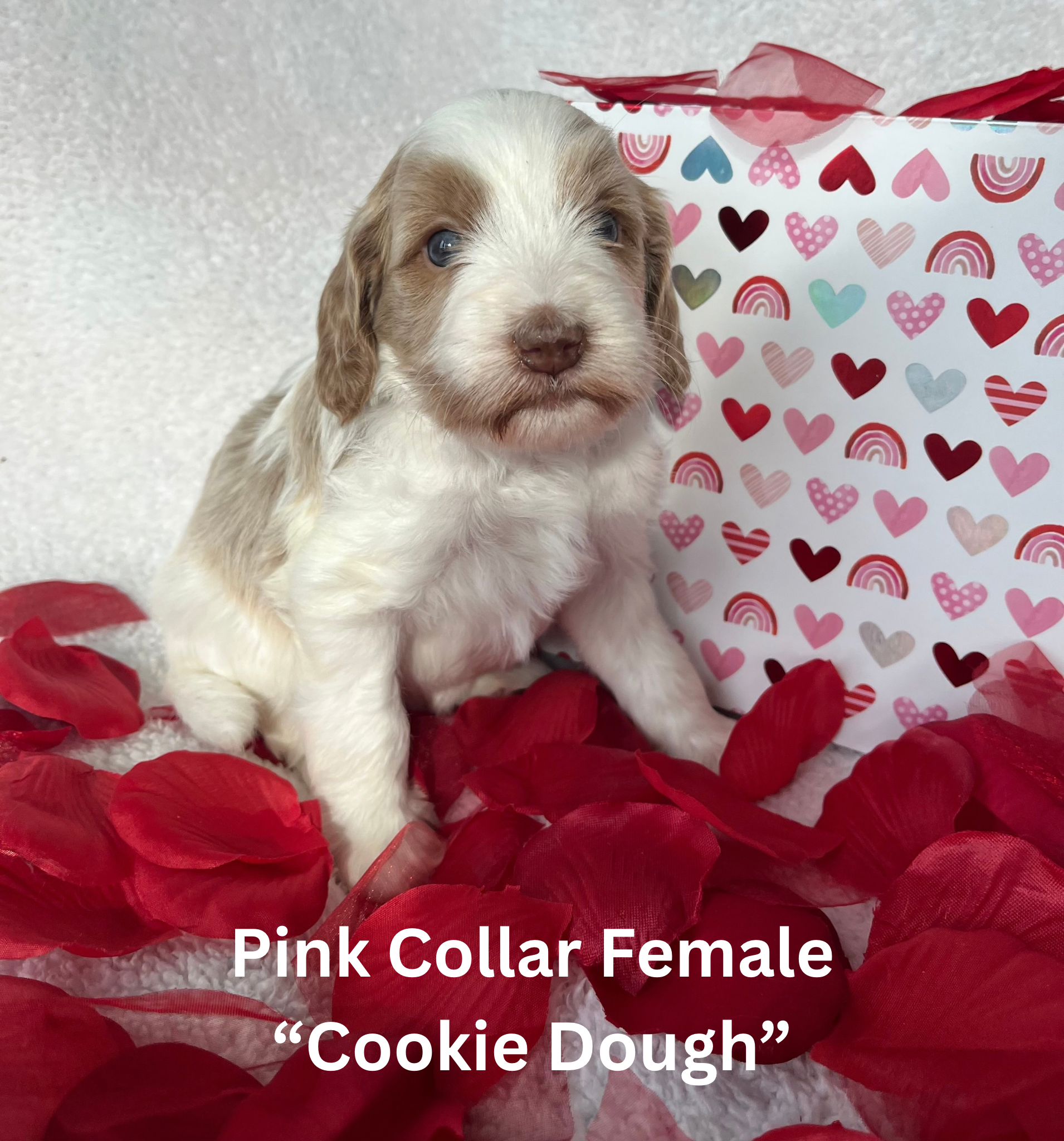 Pink Collar Female “Cookie Dough“ (3)