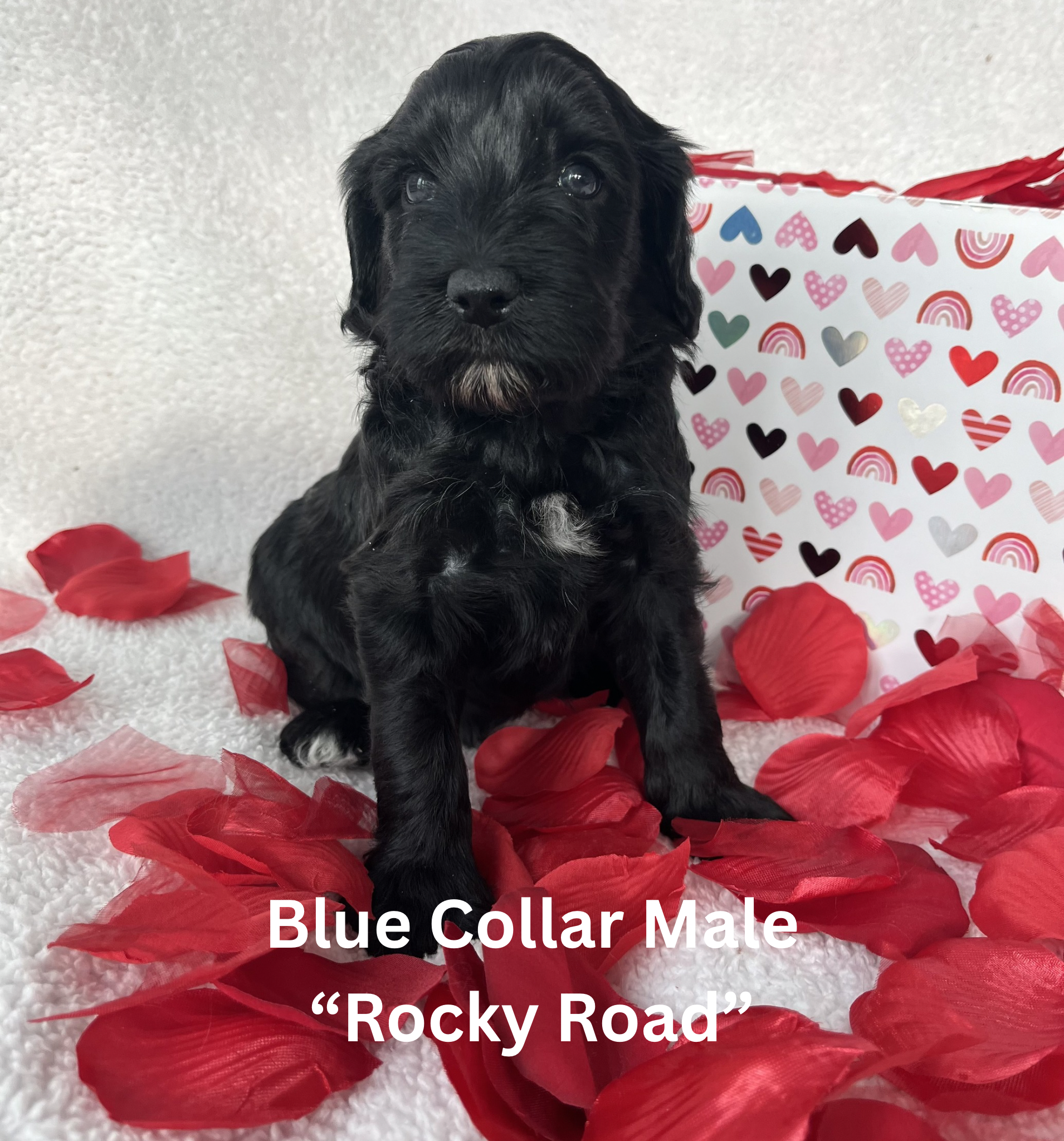 Pink Collar Female “Cookie Dough“ (4)