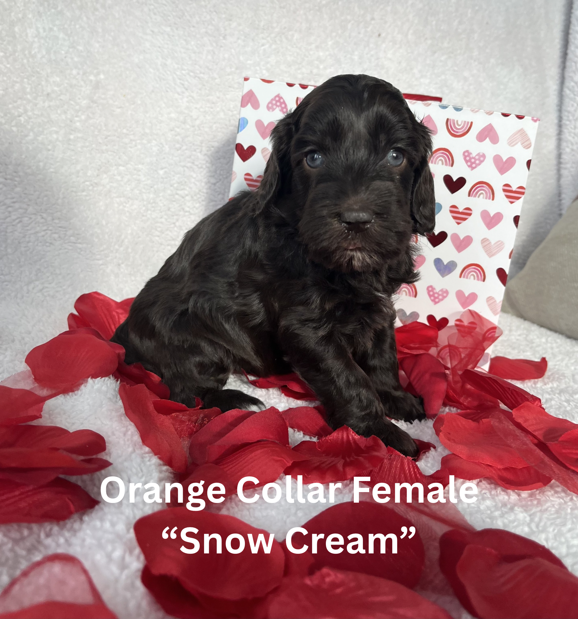 Pink Collar Female “Cookie Dough“ (5)