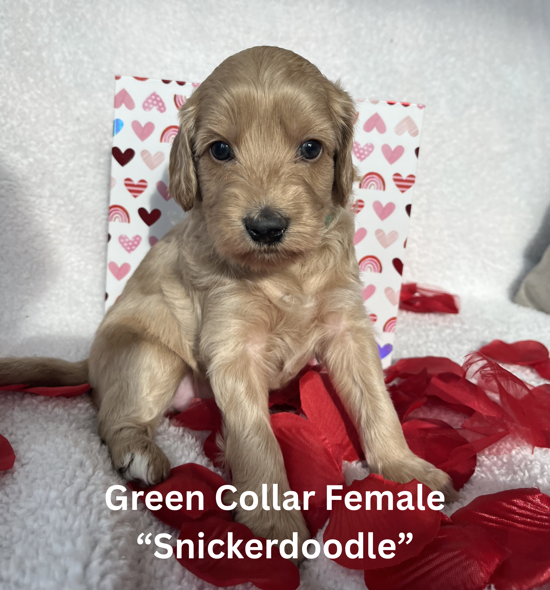 Pink Collar Female “Cookie Dough“ (6)