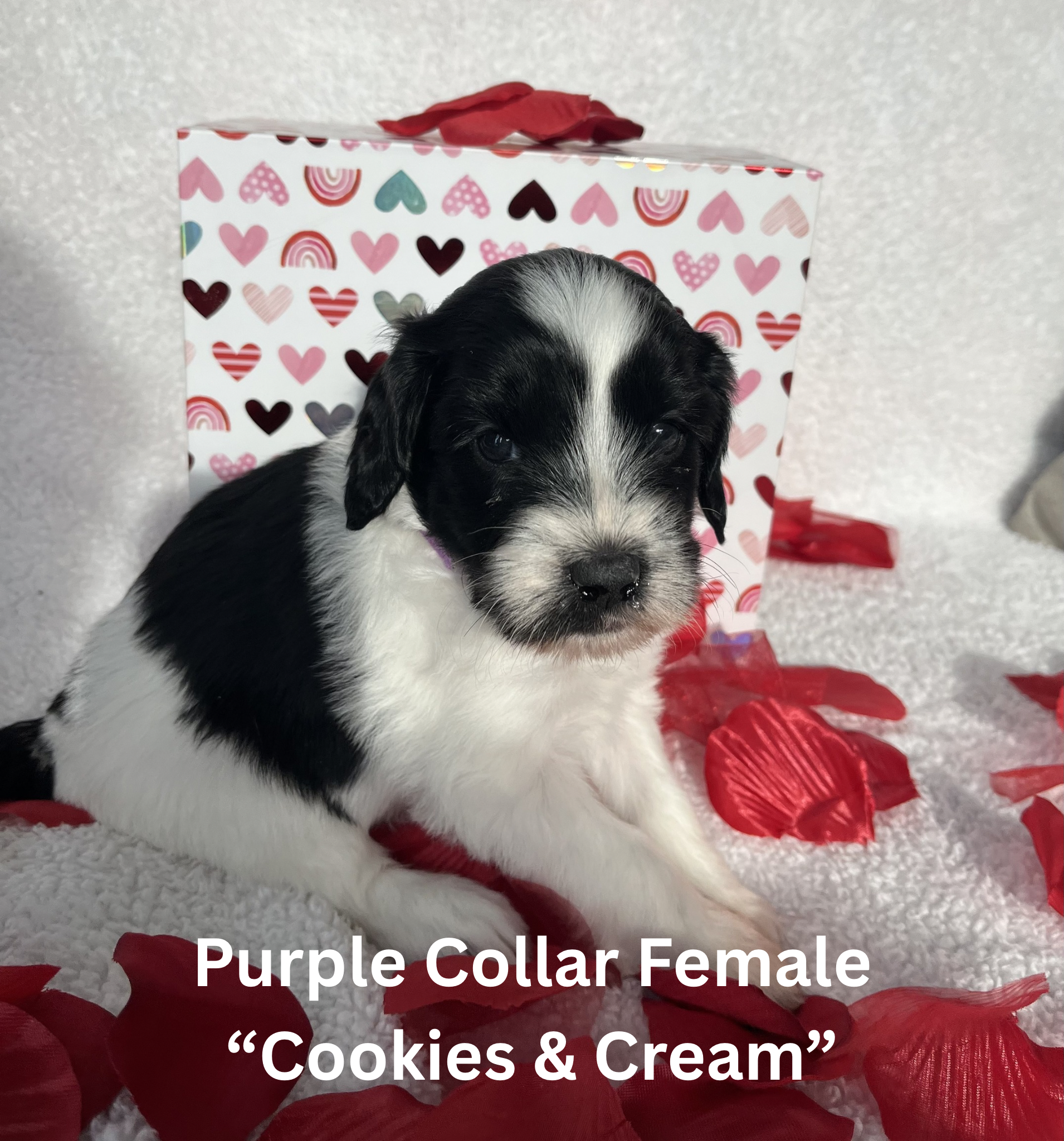 Pink Collar Female “Cookie Dough“