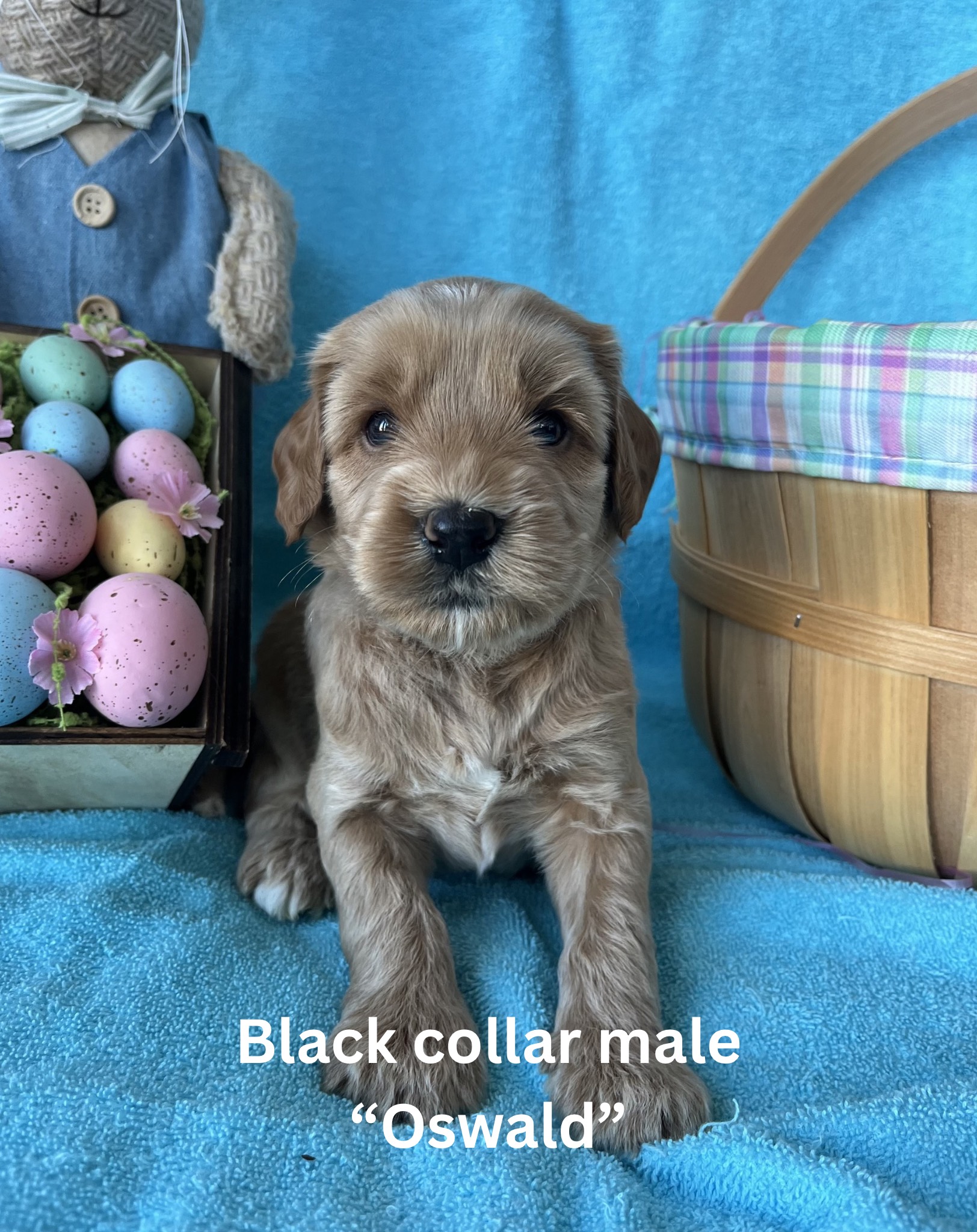 Pink collar female “Rosemary“ (1)