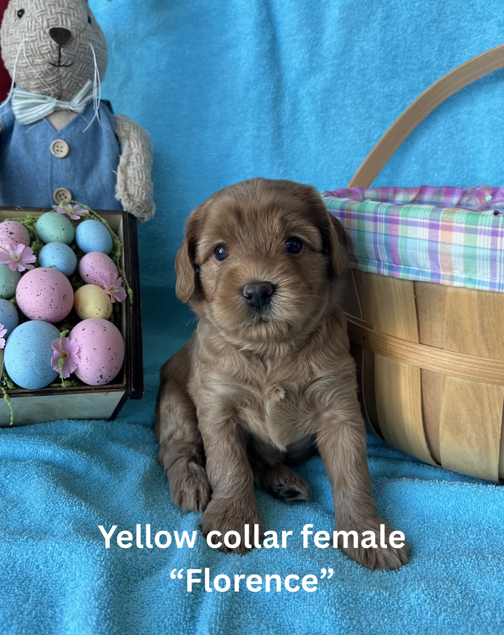 Pink collar female “Rosemary“ (1)