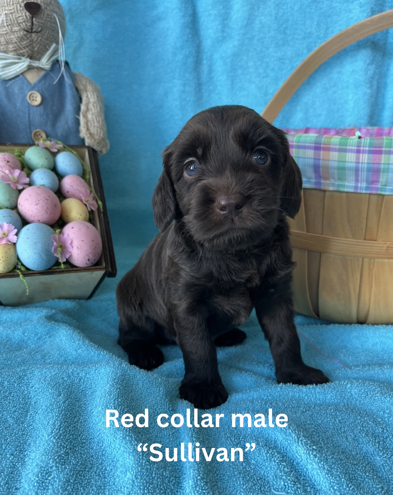 Pink collar female “Rosemary“ (1)