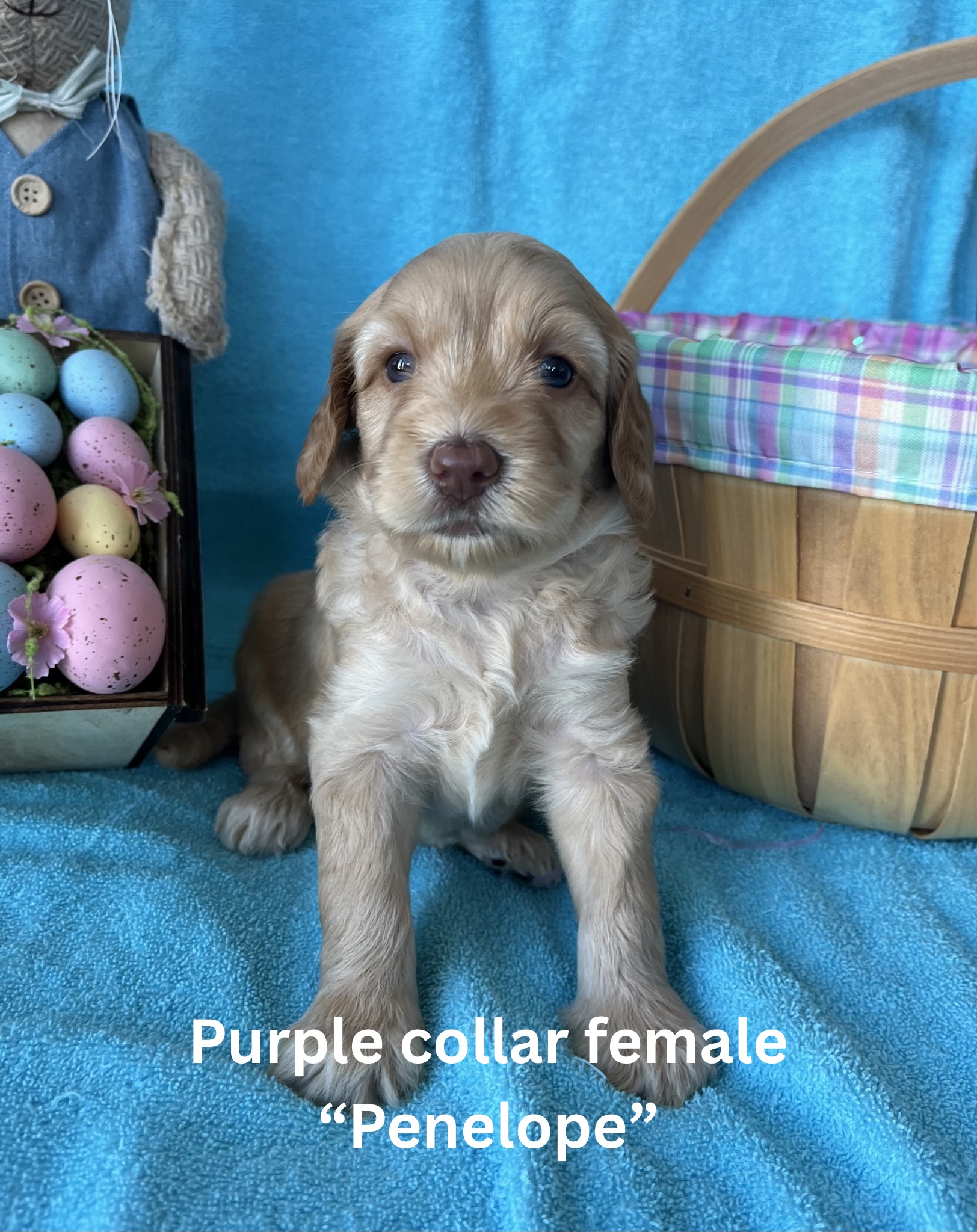 Pink collar female “Rosemary“