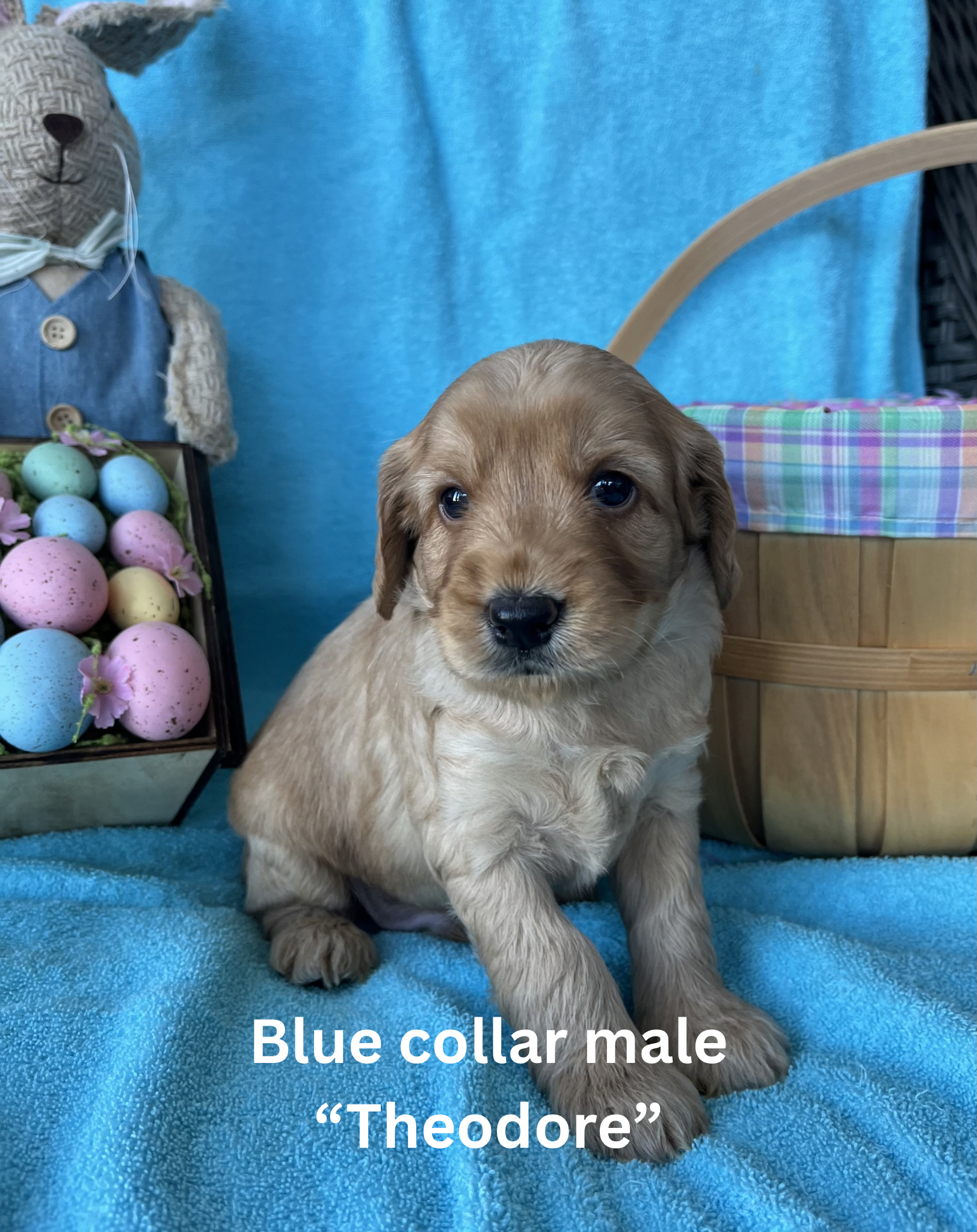 Pink collar female “Rosemary“ (2)