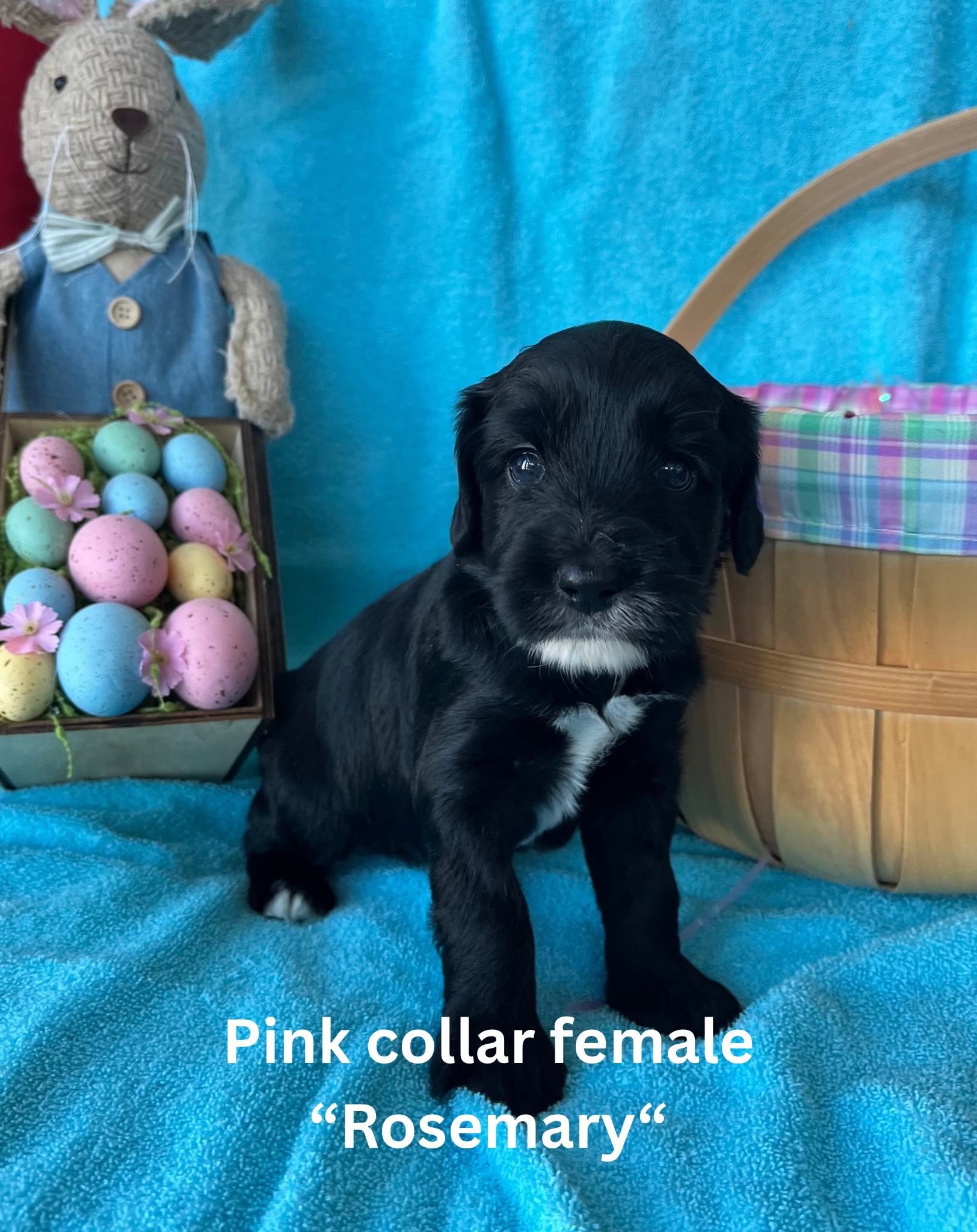 Pink collar female “Rosemary“