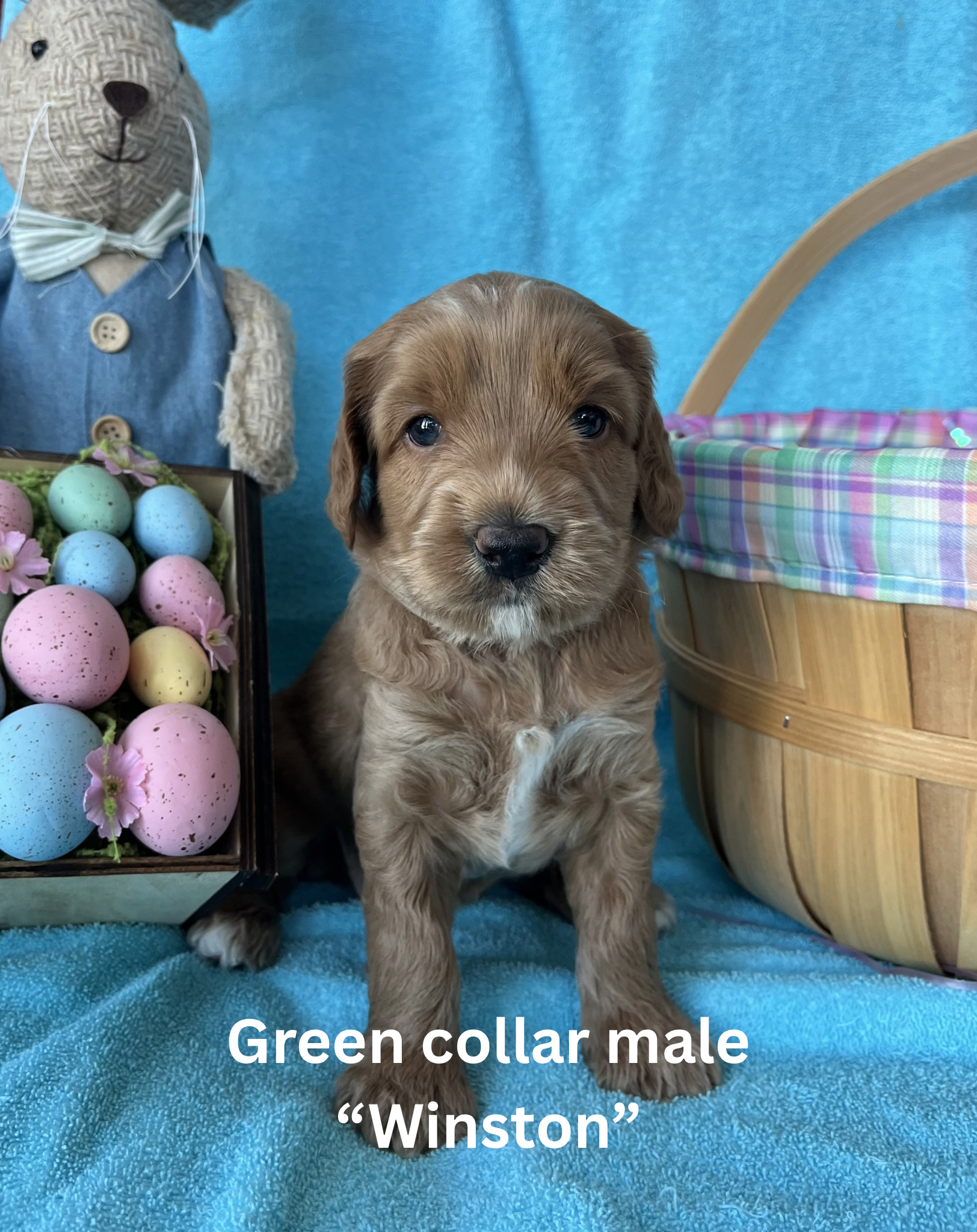 Pink collar female “Rosemary“