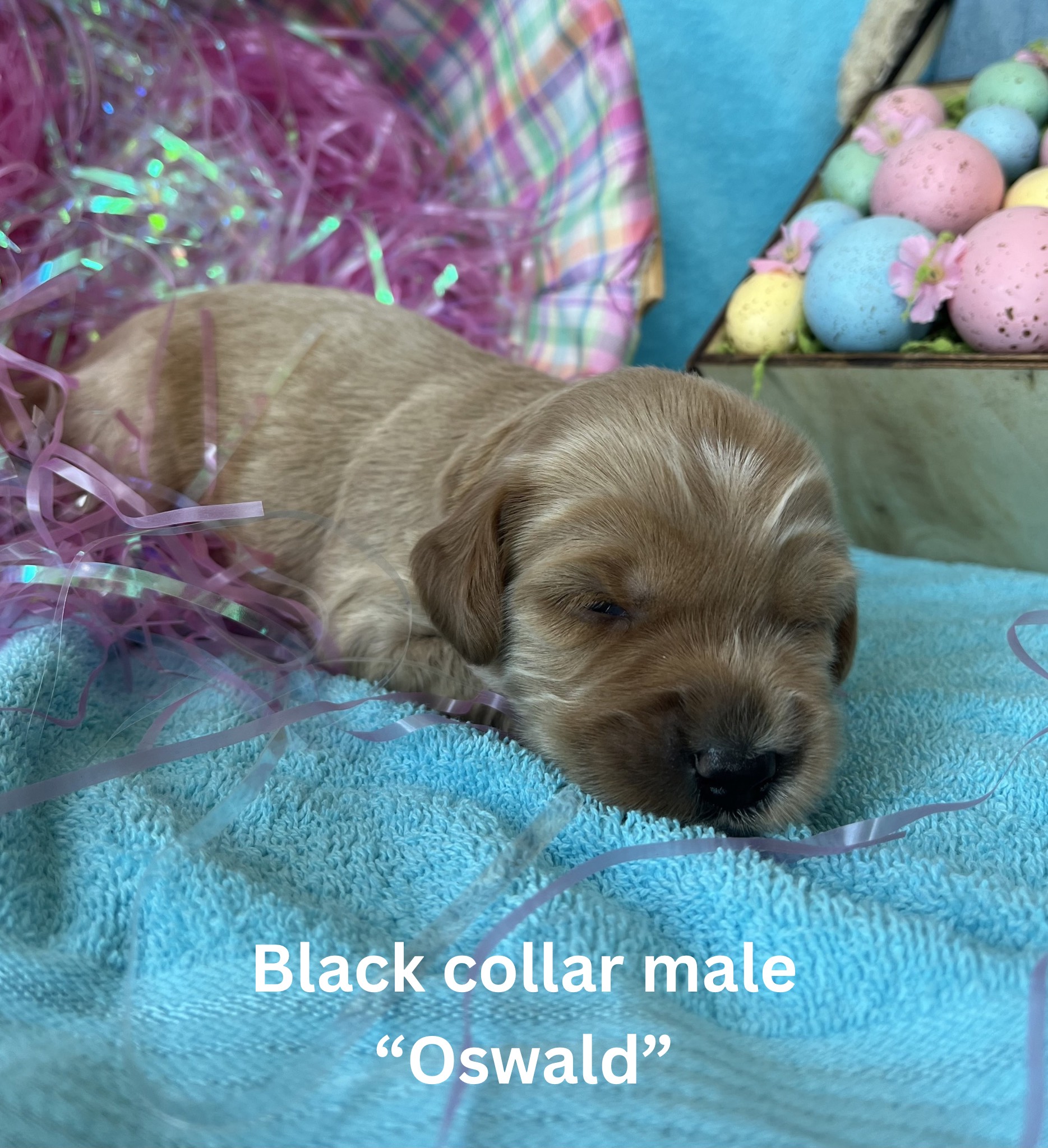 Yellow collar female “Florence“ (2)