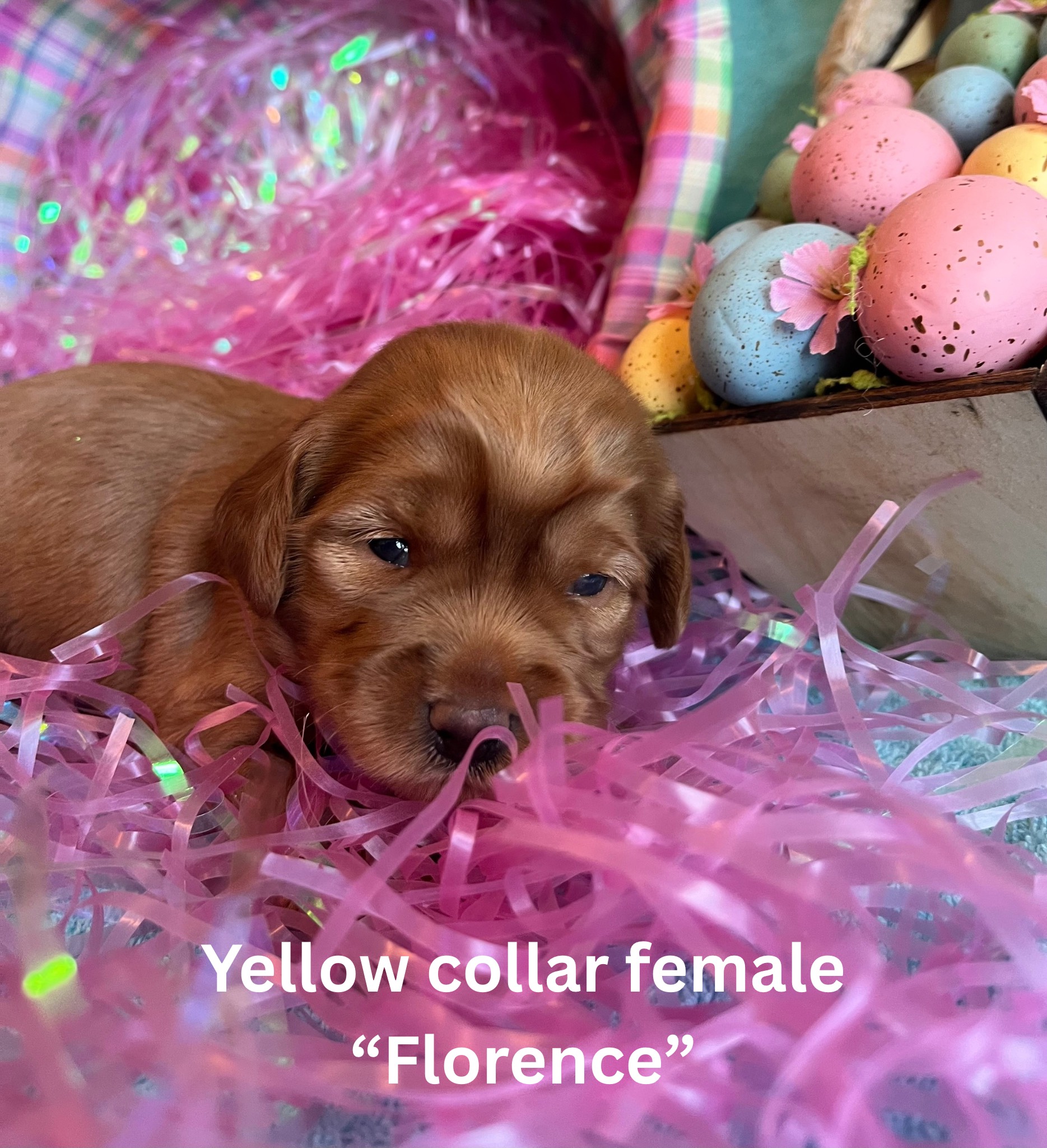Yellow collar female “Florence“ (3)