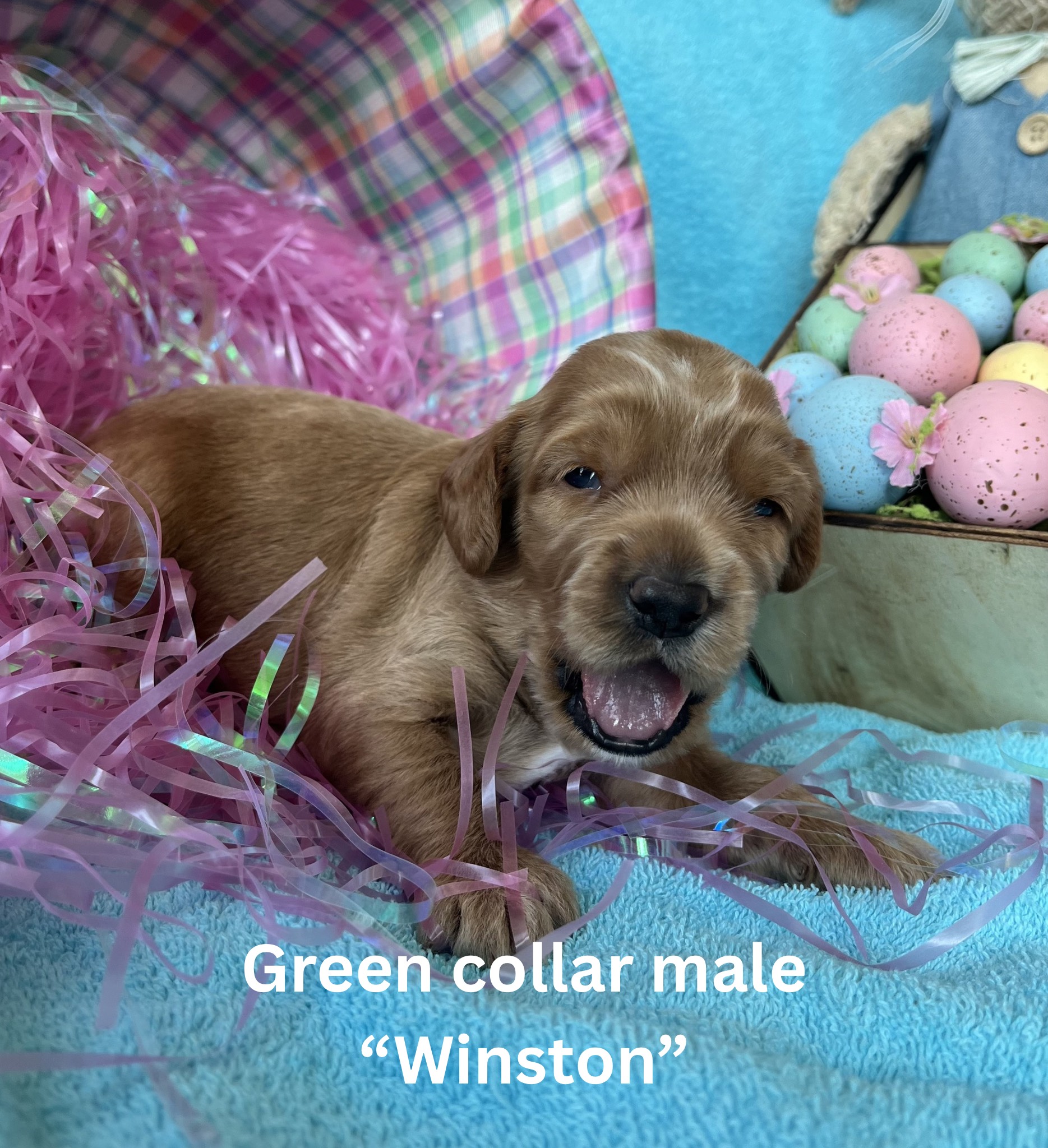 Yellow collar female “Florence“ (4)