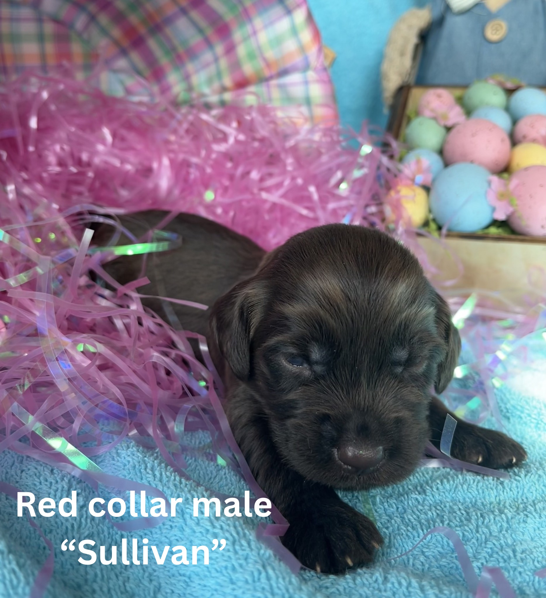 Yellow collar female “Florence“ (5)