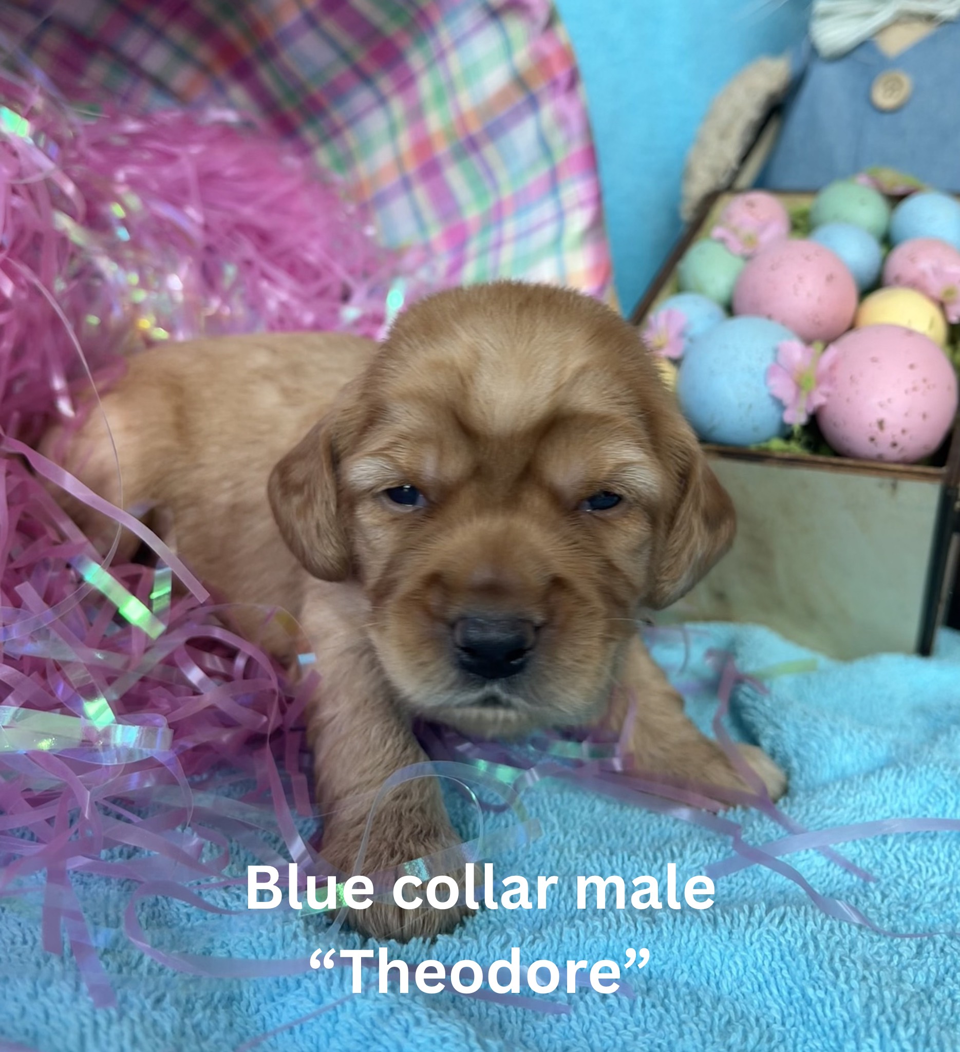 Yellow collar female “Florence“ (6)