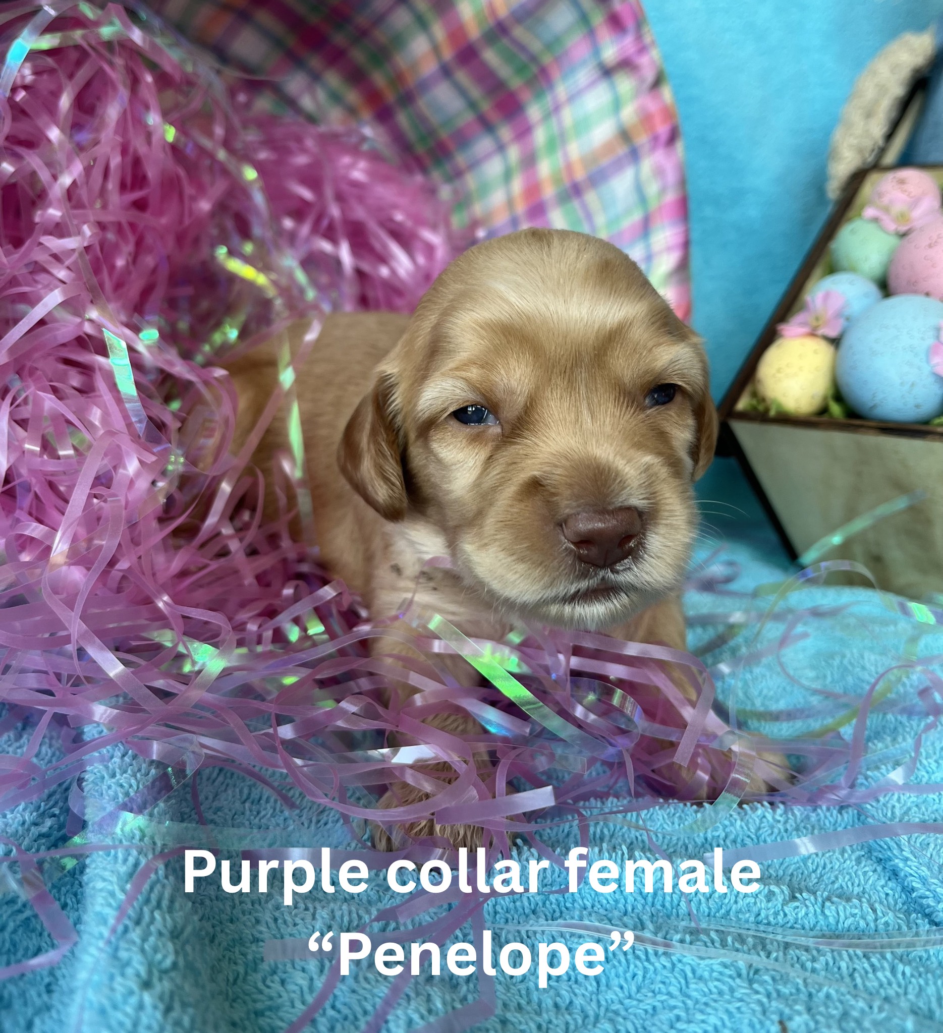 Yellow collar female “Florence“