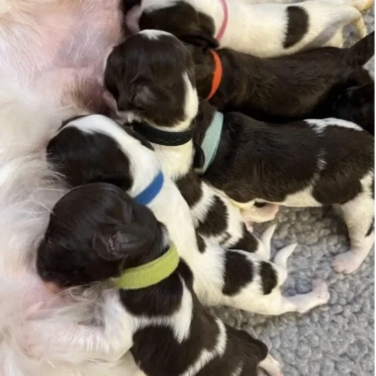 north carolina puppies