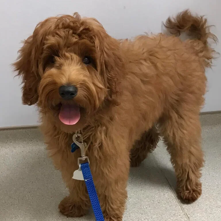 adopt a puppy in north carolina